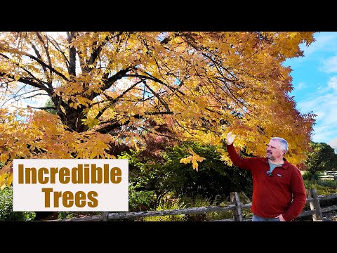 20 Great Trees for Gardens - We Need More Tree Diversity