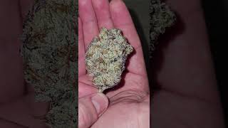 Cheap Weed vs Expensive Weed #cannabistalk101 #thc #alwaysgoodcannabis
