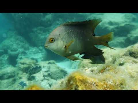 Snorkel   New Caledonia   Isle of Pines   Le Meridien - Priscine Naturalle
