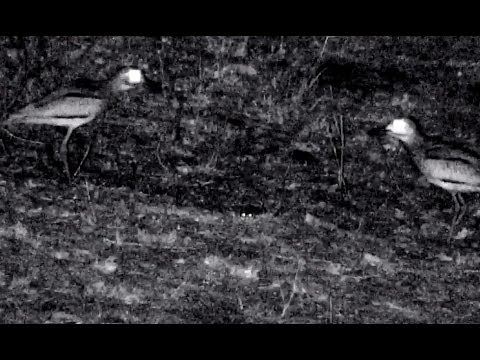 Spotted Thick-knees defend against late night snake visit at Djuma. 14 November 2018