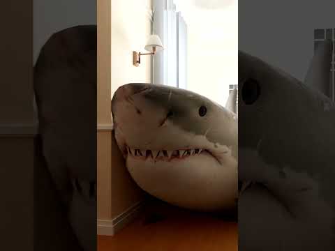 A SHARK BROKE INTO MY HOUSE!😬
