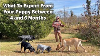 What To Expect From Your Four To Six Month Old Puppy
