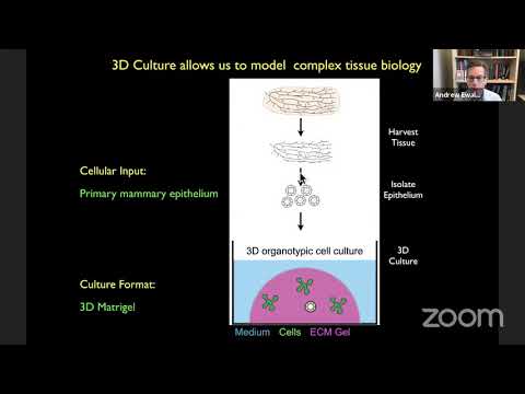 Cell Migration Seminars#41: Andy Ewald