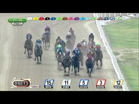 Busan Metropolitan City Mayor's Stakes 2013 - Tough Win