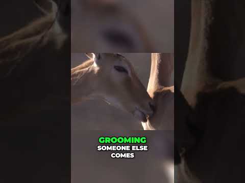 The Impala's Dilemma  Cooperation or Defection #shortsviral #shorts #short #shortsfeed