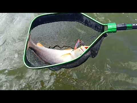 Pescada amarela, Primeira Cruz - MA