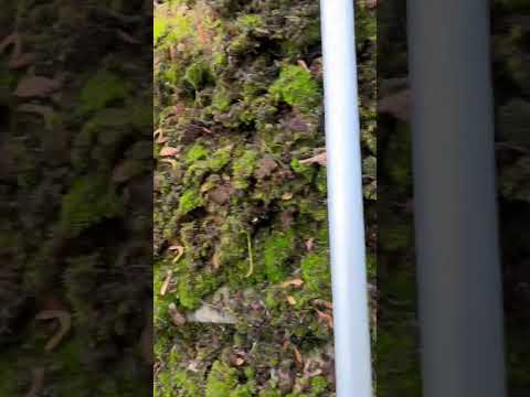 Moss removal 🚫 #asmr #roofcleaning#shorts#like#satisfyingvideo#fyp#cleaning#reels#roof#subscribe