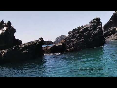 Chañaral de Aceituno Atacama Chile 7 