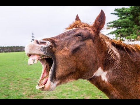 If you laugh you slap yourself