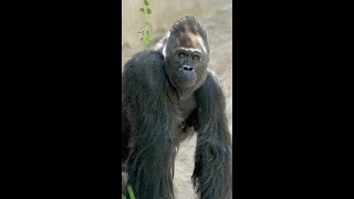 Download lagu A New Silverback at the Safari Park mp3