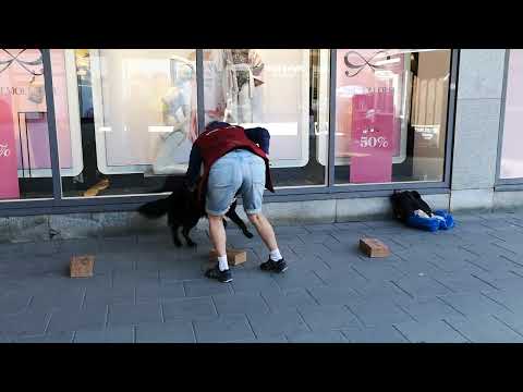 Nose Work Träning i Farsta Centrum med mycket störning