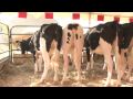 Full 1080 Joleanna Holstein Sale Part 3