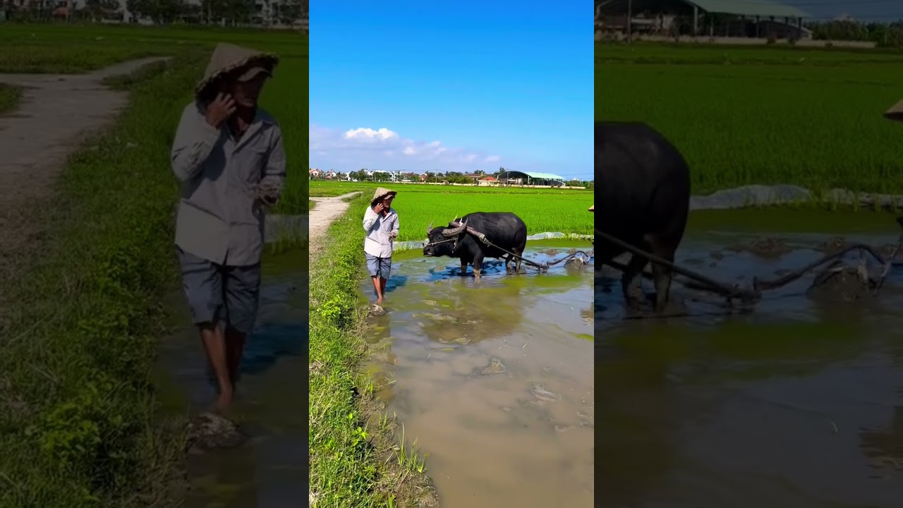 YouTube Short thumbnail