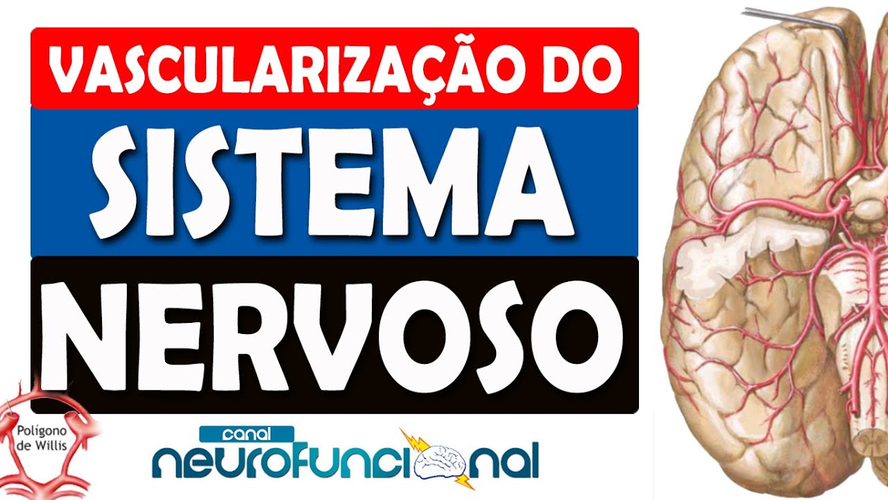 VASCULARIZAÇÃO DO SISTEMA NERVOSO - POLÍGONO DE WILLIS