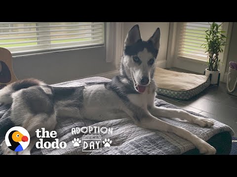 You Won't Believe What This Husky Looks Like Now | The Dodo Adoption Day