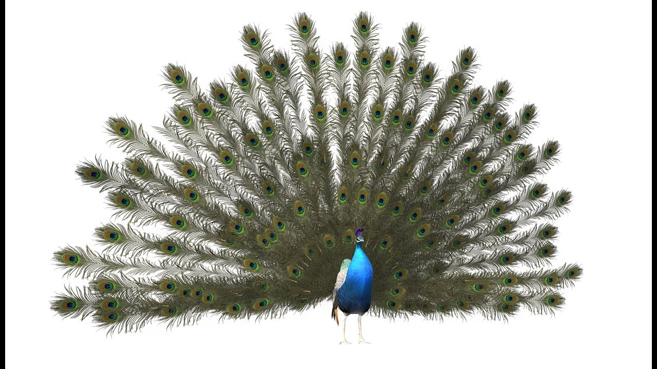 Aniamted peacock peafowl 3D Model