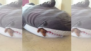 Funny Animals 2021 - Compilation of Funniest and Cutest Cats and Dogs 