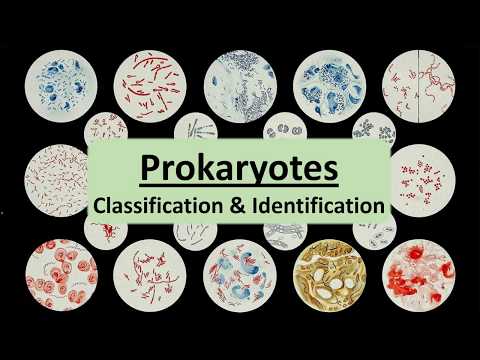Prokaryotic Groups