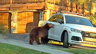 Black bear terrorizes Kings Beach, looking for some kids to eat ... settles for some garbage
