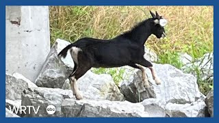 Meet the goat that's the talk of Knightstown