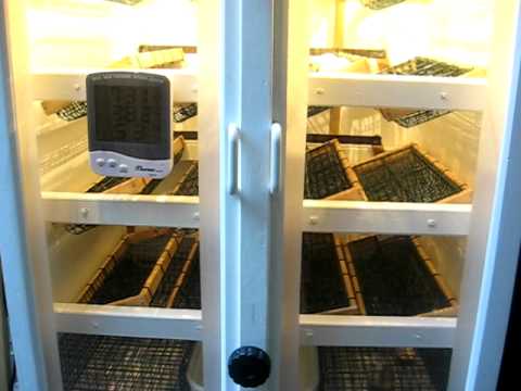 Chick Hatched @ RJC automatic eggs turning incubator