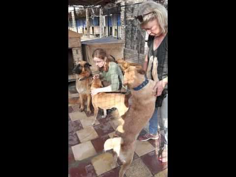 ESMA Open Day "Dog Shelter" April 15th, 2016