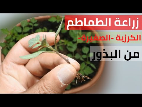 زراعة وتكاثر الطماطم من العقل