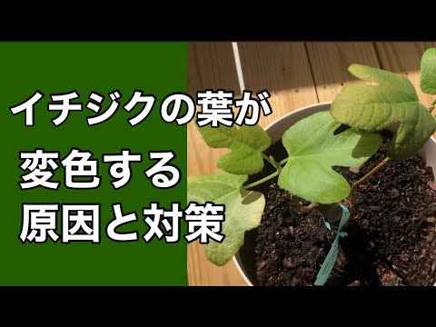イチジクの葉カボチャ 植物