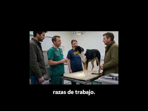 Vista previa del video
