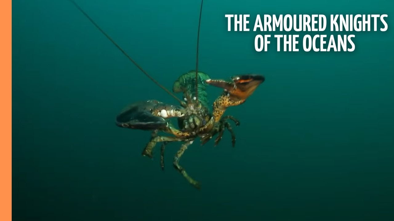 Lobsters - The armoured knights of the oceans | Full Documentary