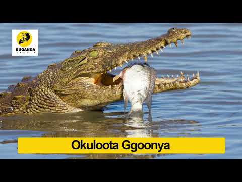 Okuloota Ggoonya - Ebirooto Namakulu Gaabyo - Buganda Ekkula #Shorts