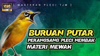 Download lagu 🔴 LIVE Masteran & Pancingan Perangsang Pleci Nembak Dengan Tembakan Materi Mewah mp3
