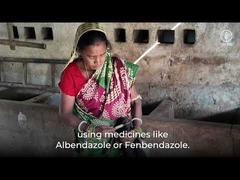 Goat Health Management – Vaccination & De worming