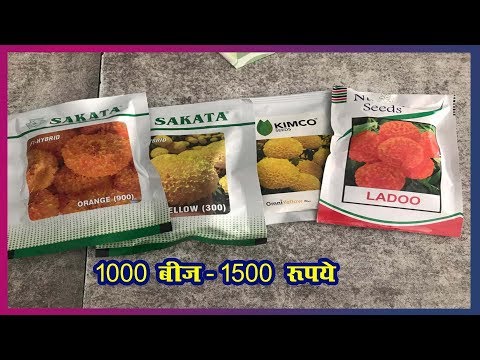 download lagu mp3 mp4 Marigold Price In India, download lagu Marigold Price In India gratis, unduh video klip Marigold Price In India