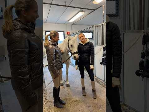 Vilken häst vill du ha 🤯 #shortsfeed #horse #shortsviral #equestrian #pony #shorts