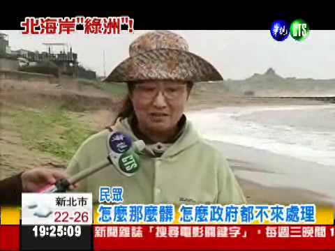 淺水灣海菜季 "海中草原"美翻!