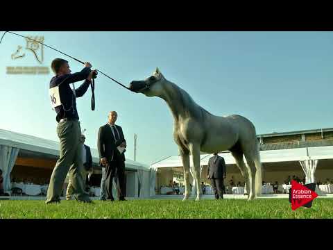 N.96 EMPIRE - 2017 Pride Of Poland - 7 Years Old and Older Stallions (Class 11)