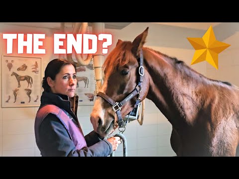 The end of the short story Rising Star⭐?? Or not yet?| Friesian Horses