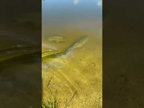 Giant Bass takes huge bluegill #bigfish #bassfishing #fishing