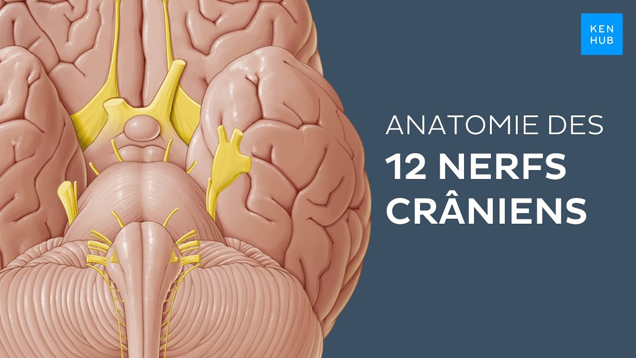 12 nerfs crâniens - Anatomie humaine | Kenhub