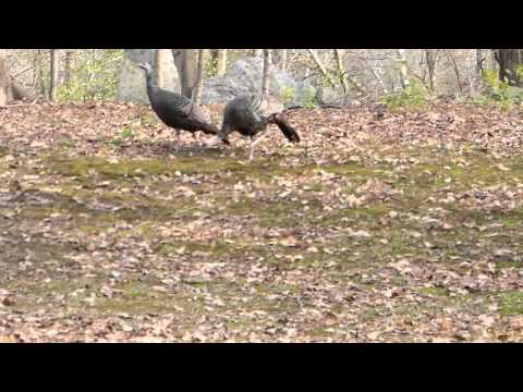 Wild Turkeys - Lincoln MA