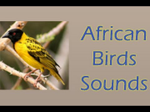 African Birds Sounds Video