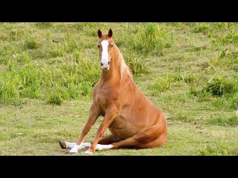 Vidéos de chevaux 🤣 compilation la plus drôle du mois