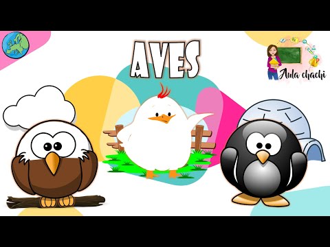 Aves - Animales Vertebrados | Aula chachi - Vídeos educativos para niños