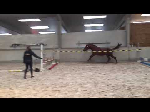 2yo (etoulon VDL x Carthago)