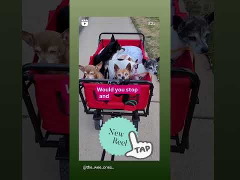 Can you help our rescue dogs⁉️🥺Link in our bio🫶 #amazon #rescuedog #chihuahua #shelter #florida