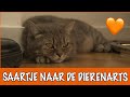 Saar heeft last van haaruitval! | DierenpraatTV