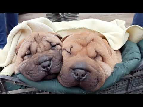 Рынок животных в Кропоткине 26.01 2020 полная версия.