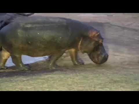 Djuma: Both Hippos leaving the pan together - 05:35 - 09/17/19