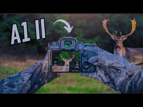 POV Wildlife Photography - Stealth mode w/ Sony A1 II #shorts #sony #nikon #wildlife